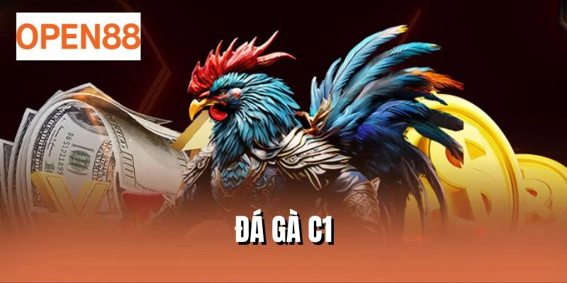 Đá gà C1